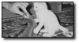 Un chat blanc joue avec un nounours